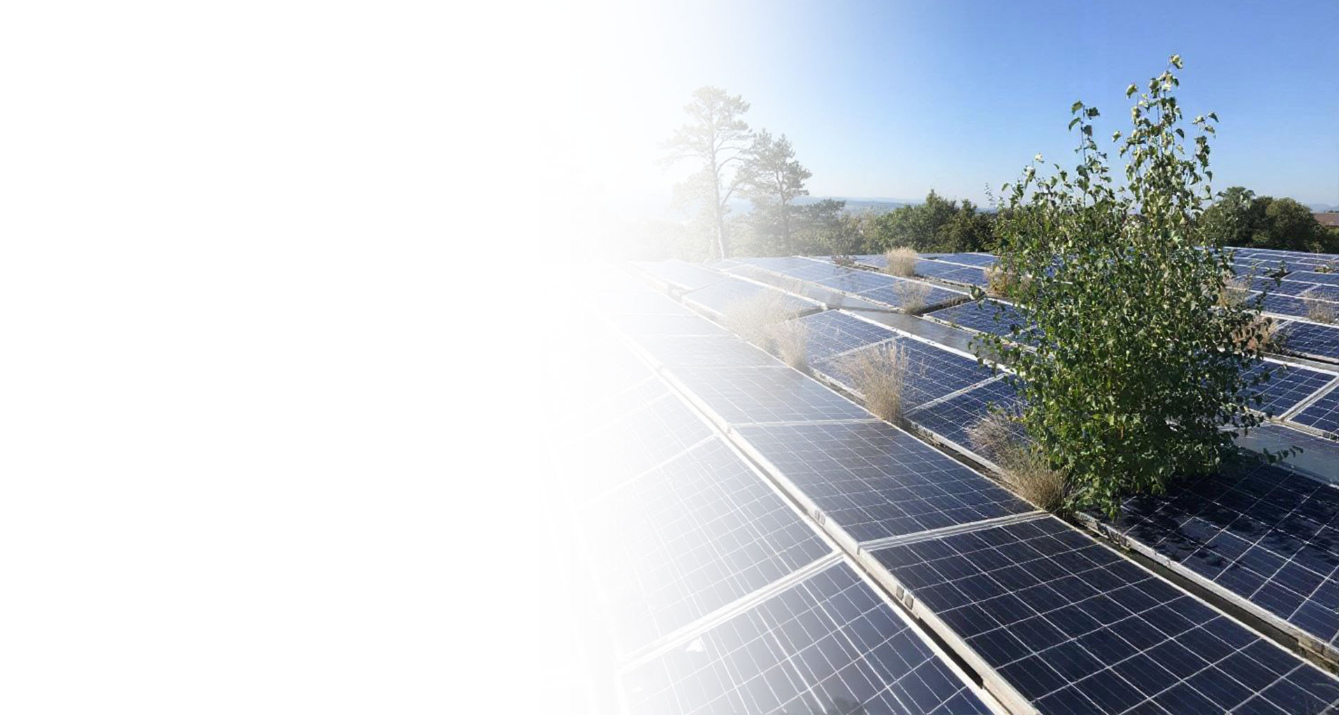 Flachdachpflege & PV-Anlagenreinigung Schweiz – Werterhalt & Effizienz | Häfliger